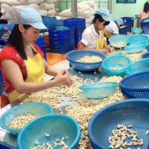 Organic Vietnamese Cashew Nuts W240 W320