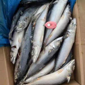 Pacific Mackerel