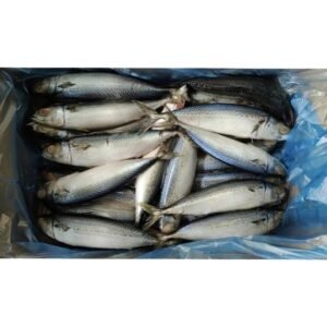 Pacific Mackerel