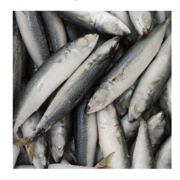 Pacific Mackerel Frozen Whole Fish 300