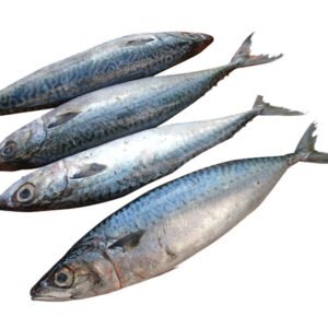Pacific Mackerel IQF Frozen Seafood Whole