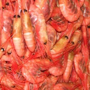 Pandalus Borealis