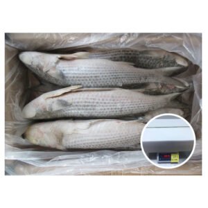 Pangasius Fish Export Whole Catfish Feed
