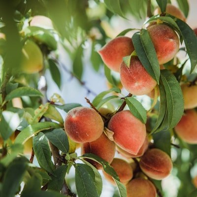 Peach Peach — premium quality