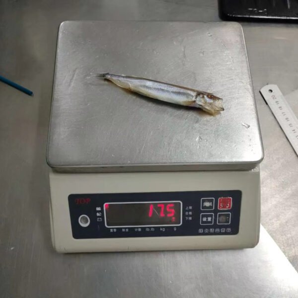 Popular Capelin Fish Capelin Preserved in