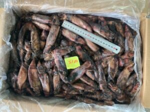 Popular Frozen Black Squid Whole Round