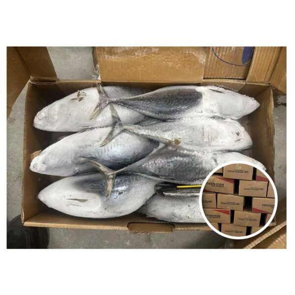 Popular Wholesale Hot for Market Tuna Popular Wholesale Hot for Market Tuna