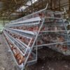 Poultry Farming Chicken Breeding A H