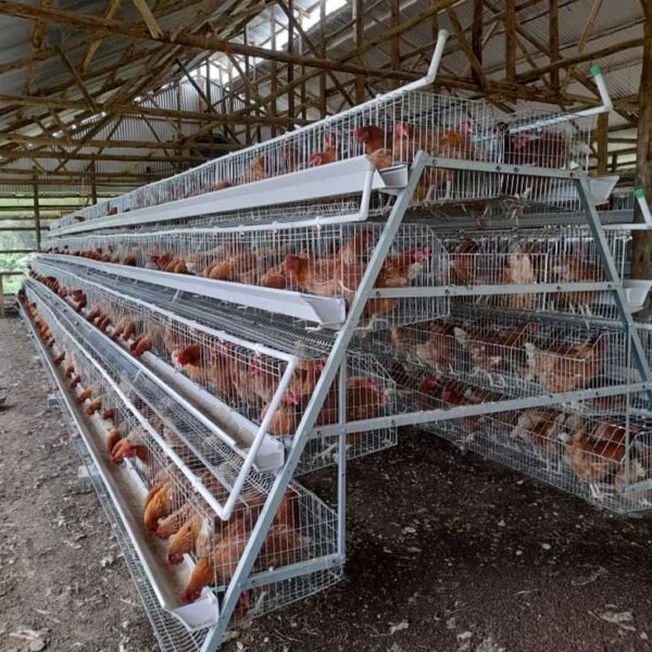 Poultry Farming Chicken Breeding A H