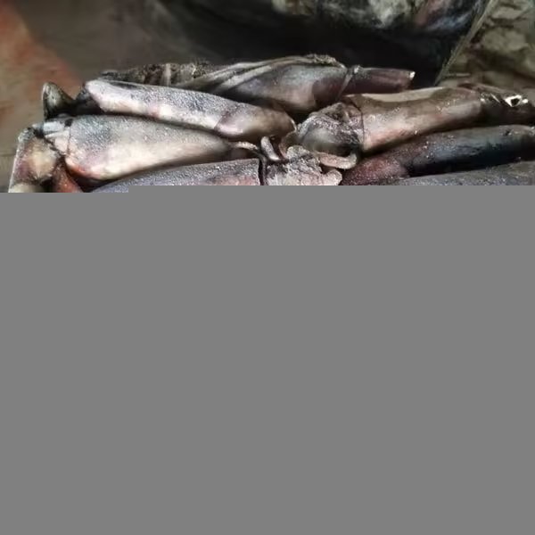 Premium Chinese Seafood Freshly Caught Fishes