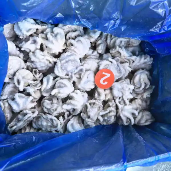 Premium Frozen Baby Octopus Whole Round Premium Frozen Baby Octopus Whole Round