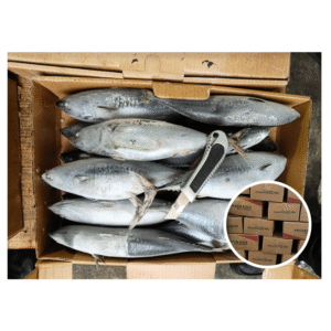 Premium Frozen Bonito Fish Sea Frozen