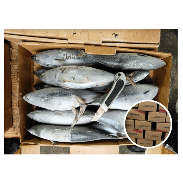Premium Frozen Bonito Fish Sea Frozen