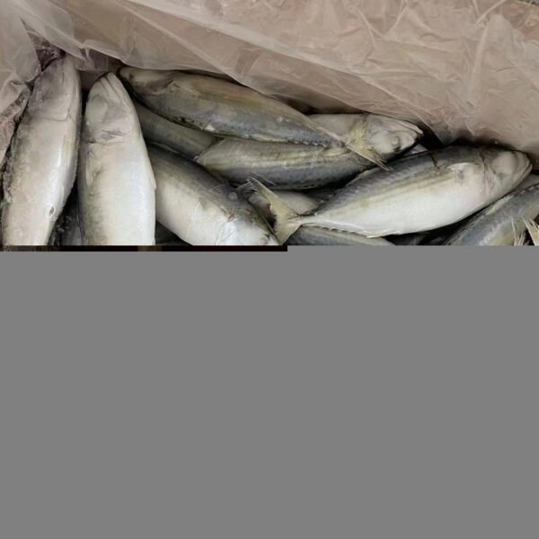 Premium Frozen Chub Mackerel Origin Japan
