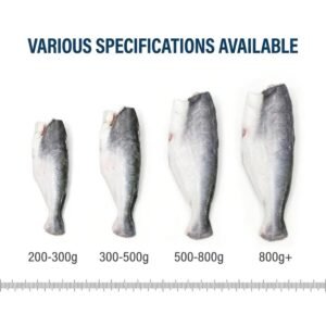 Premium Frozen Pangasius HGT 800g up