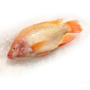 Premium Frozen Red Tilapia Whole Round