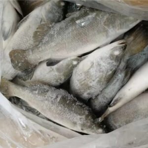 Premium Frozen Whole Round Barramundi Freshly