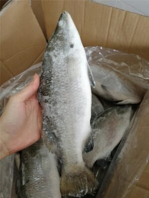 Premium Frozen Whole Round Barramundi High
