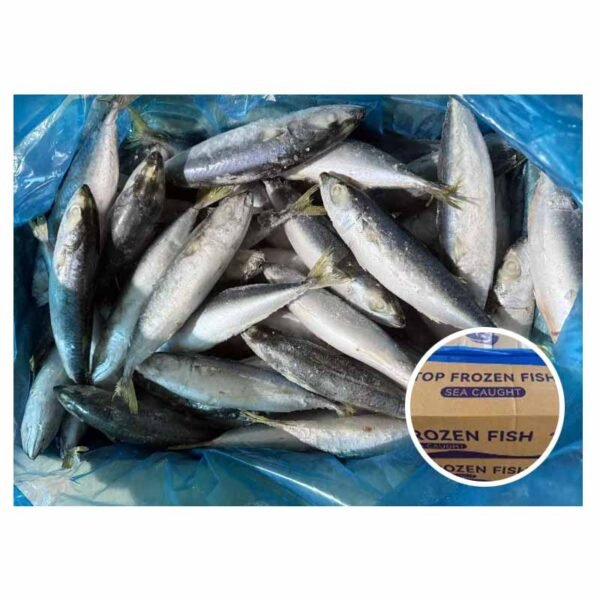 Premium Grade Scomber Japonicus IQF 6 Premium Grade Scomber Japonicus IQF 6