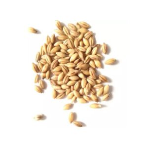 Premium Organic Dried Pearl Barley Malt
