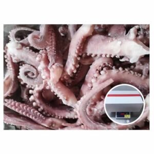 Premium Quality Calamari Squid Peru Squid