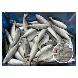 Premium Quality IQF Trachurus Trachurus Cheaper