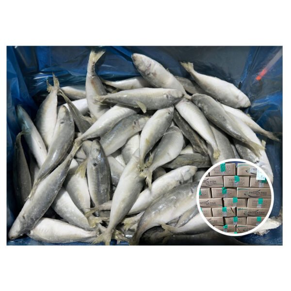 Premium Quality IQF Trachurus Trachurus Cheaper