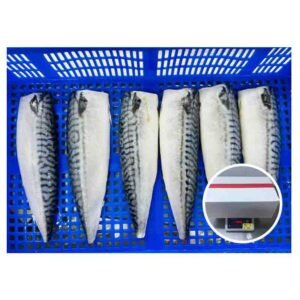 Premium Quality Mackerel Fish Bulk Stock