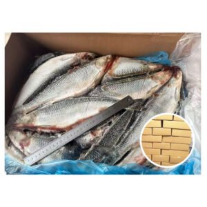 Premium Quality Russia Origin High Fat