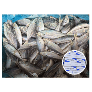 Premium Whole Round Frozen Horse Mackerel