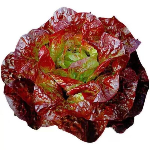 Purple Leaf Lettuce