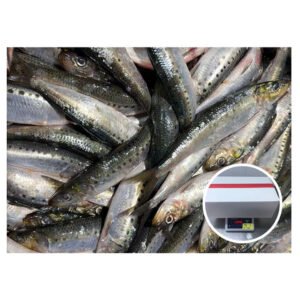 Purse Seining Sardine Product Fish Frozen