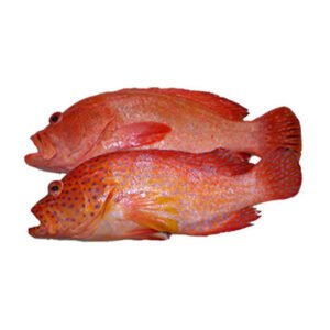Red Grouper Hamour Reef Cod Whole Cleaned 1kg — premium quality