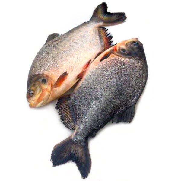 Red Pomfret Whole Frozen Fish 500