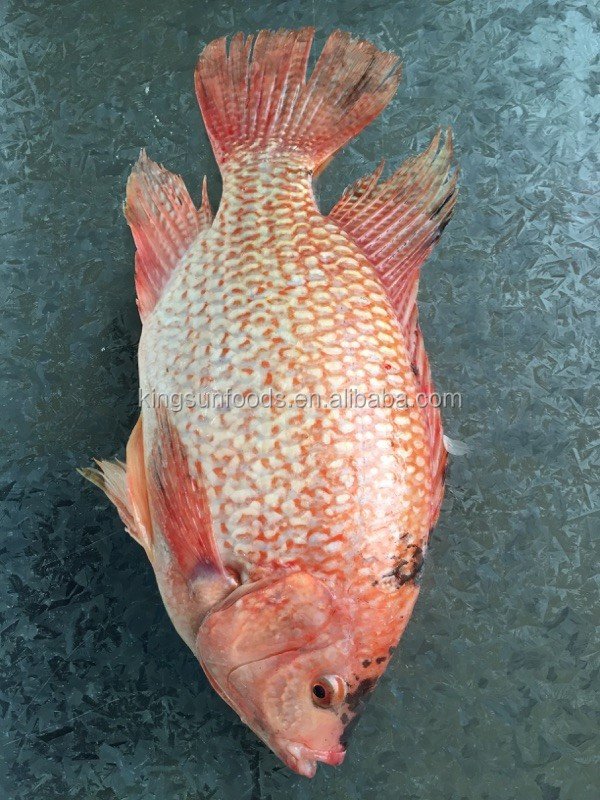 Red Tilapia Whole Round China Origin