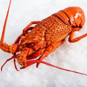 Rock Lobster South Africa Australia New