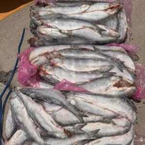 Russia Origin Frozen Herring for Egypt