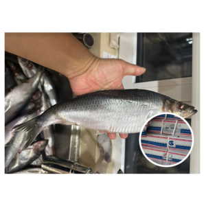 Russia Origin New Catching Whole Round
