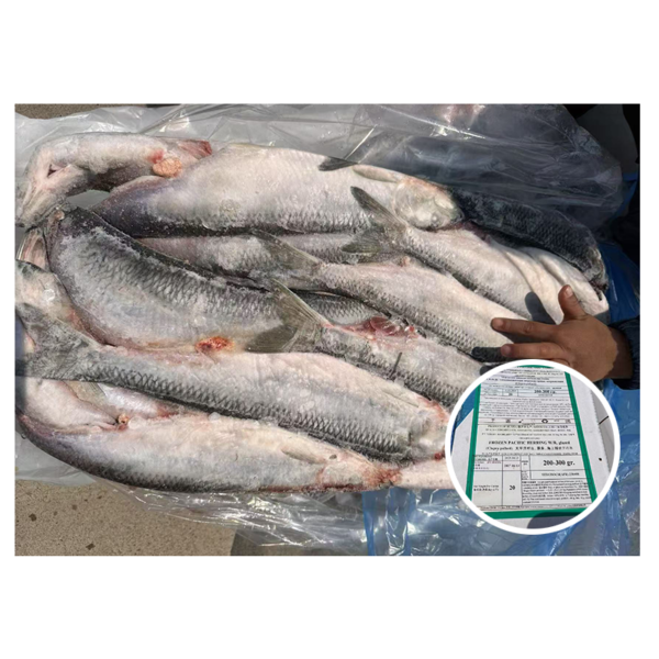 Russia Origin Price Herring Fish 200