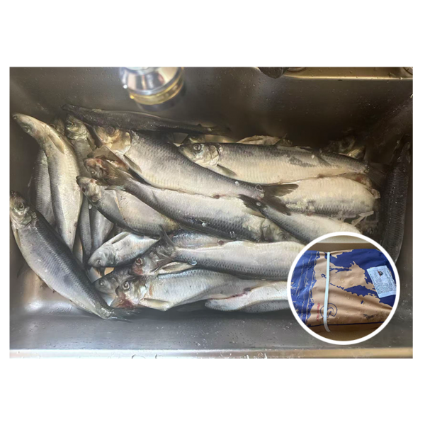 Russia Origin Whole Round Frozen Herring