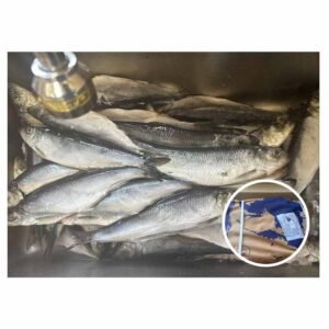 Russia Original Bag Packed 20kg 200