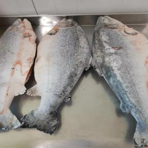Salmon HON Head on Gutted Salmon HON Head on Gutted