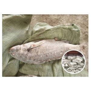 Sea Catch Brown Croaker Seafood Fish