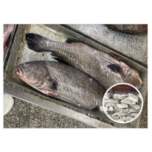 SEA CAUGHT QUALITY FARMING FRESH FISH