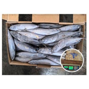Sea Frozen Bonito Tuna Fish Wholesale
