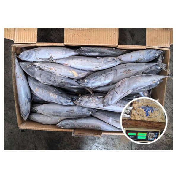 Sea Frozen Bonito Tuna Fish Wholesale Sea Frozen Bonito Tuna Fish Wholesale