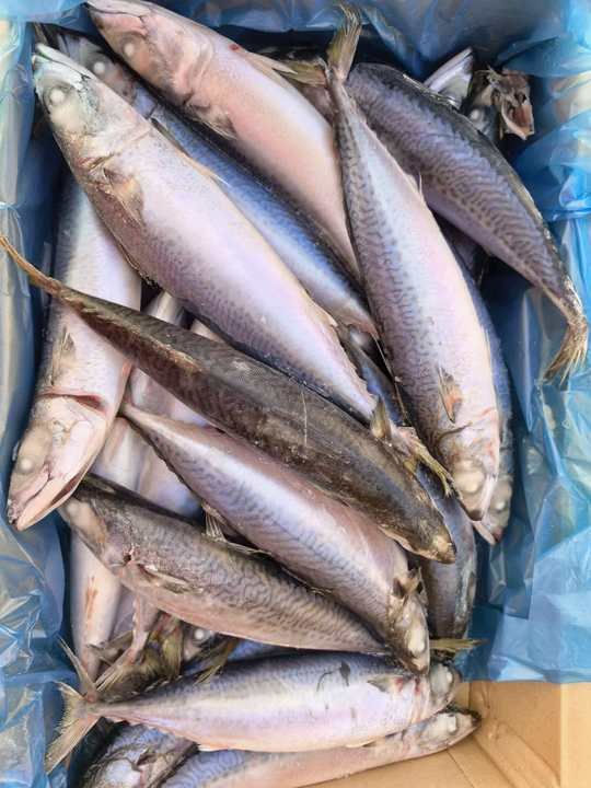Sea Frozen Mackerel 400 600g 15 Sea Frozen Mackerel 400 600g 15