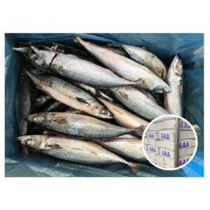Sea Frozen Mackerel Fish 15 Fat