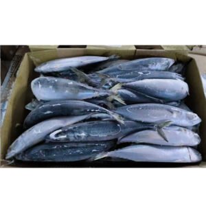 Sea Frozen Mackerel Frozen Whole Fish