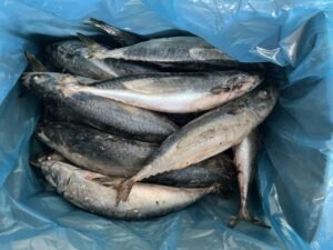 Sea Frozen Pacific Mackerel 100 NW